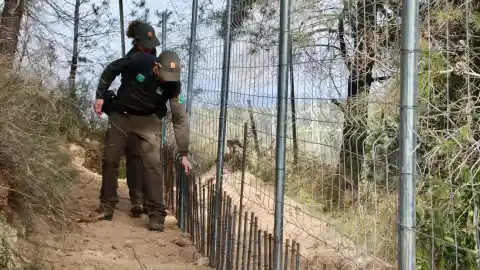 Imagen 1 de Cataluña empieza con la captura de jabalís en el segundo radio de protección de la PPA