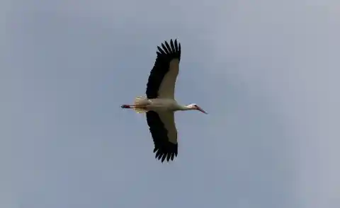Imagen 1 de La Sociedad Española de Ornitología considera que el foco de gripe aviar detectado en Getafe es autóctono