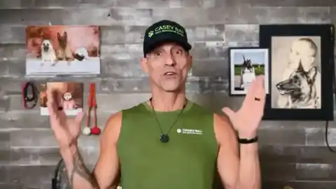 Imagen 1 de Casey Ray, entrenador de perros: "Estas son las cinco razas más propensas a morder"