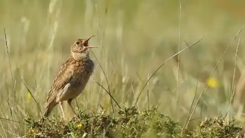 Imagen 1 de La alondra ricotí, uno de los emblemas con alas de las estepas ibéricas, camina hacia la extinción