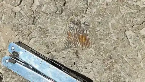 Imagen 1 de El INAH deja a un lado la investigación de las huellas de dinosaurio encontradas en Puebla por falta de presupuesto y condiciones de seguridad