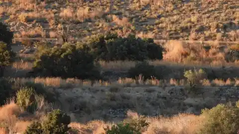 Imagen 1 de Reto visual: ¿Eres capaz de ver al aguilucho en menos de 30 segundos?