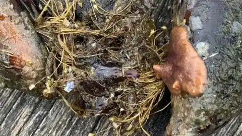 Imagen 1 de La expansión de un depredador silencioso podría poner fin a los mejillones cantábricos