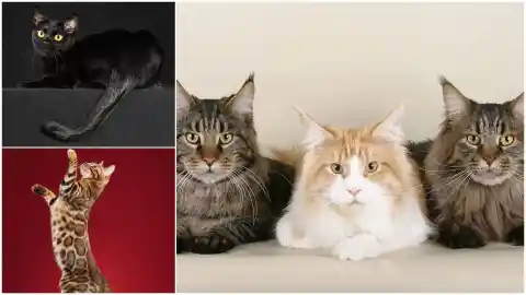 Imagen 1 de Así nacen, crecen y se consolidan las razas felinas más buscadas como el maine coon, el bengalí o el thai