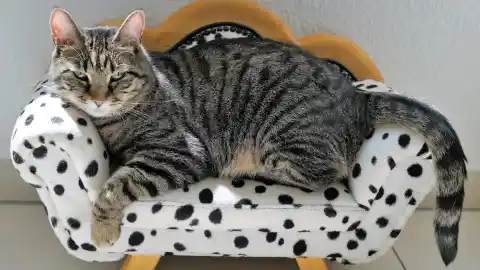 Imagen 1 de Tendencias en el sector de mascotas: cómo la industria está reconfigurando la vida con animales