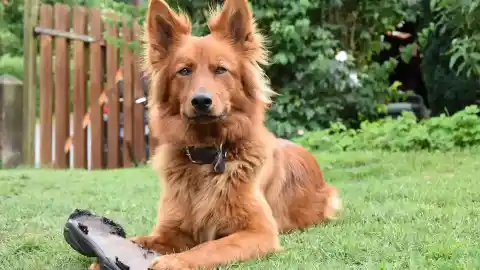 Imagen 1 de Una experta en animales explica por qué a tu perro le gusta esconderlo todo