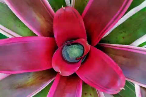 Imagen 1 de Longevidad, propagación de la especie y otras peculiaridades que cuentan las hojas de las plantas