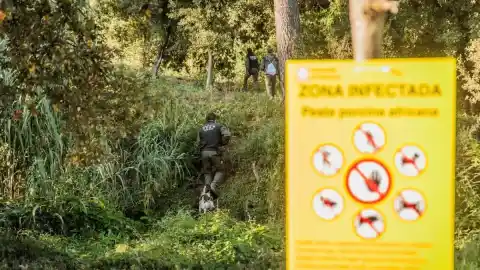 Imagen 1 de Gallinas, vacas y ahora cerdos: por qué la España rural sufre un brote de virus en animales