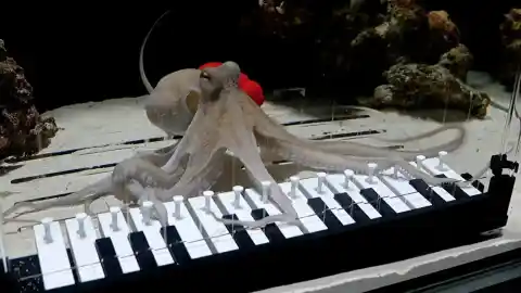 Imagen 1 de Un músico enseña a su pulpo a tocar el piano en menos de un año: "Es como un sueño febril"