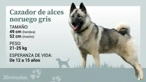 Imagen 1 de El perro cazador de alces noruego, un spitz nórdico con sangre de lobo que hoy conquista los hogares