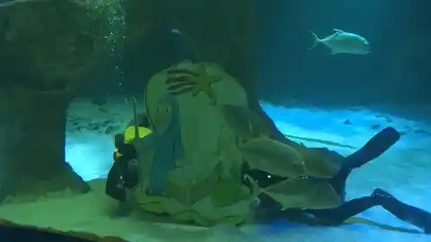 Imagen 1 de Así es el Belén acuático de tiburones en el Zoo de Madrid