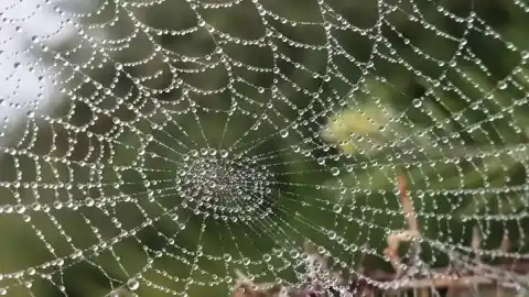 Imagen 1 de “Si tú no vas, ellos vuelven”