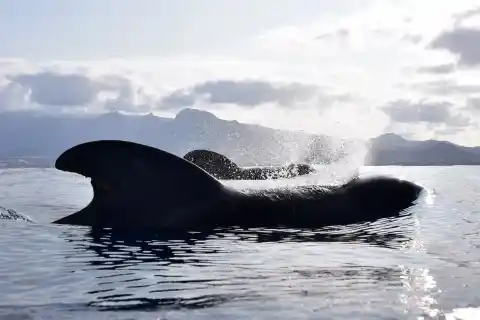 Imagen 1 de Navegación con conciencia al encuentro de cetáceos en Tenerife