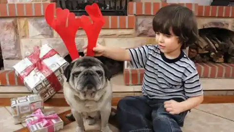 Imagen 1 de Retratos navideños de animales: cómo conseguir fotos perfectas e inolvidables