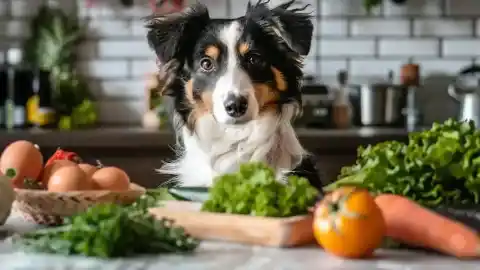Imagen 1 de Un estudio revela que solo el 6% de las dietas caseras para perros cubren los nutrientes esenciales
