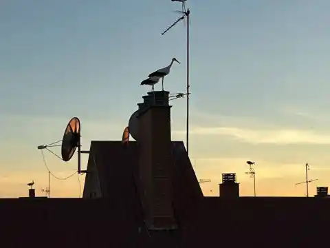 Imagen 1 de Madrid reconoce 20 focos de gripe aviar desde septiembre que han afectado a gallinas, ocas o cigüeñas