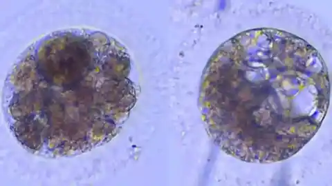 Imagen 1 de Científicos logran producir por primera vez embriones de lince ibérico desde muestras 'post mortem' y criopreservadas