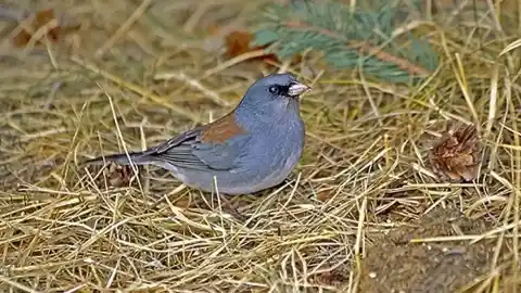 Imagen 1 de Las restricciones durante la pandemia cambiaron el pico de una especie de pájaro