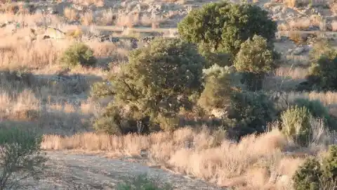 Imagen 1 de Reto visual: ¿Puedes encontrar al aguilucho en menos de 30 segundos?