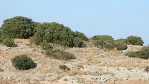 Imagen 1 de Reto visual: ¿Eres capaz de ver al aguilucho en menos de 30 segundos?