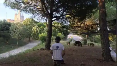 Imagen 1 de La Generalitat solo ha homologado hasta ahora un método de trampas para capturar jabalíes