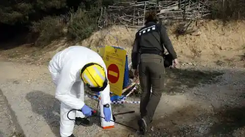 Imagen 1 de Diez nuevos casos positivos de peste porcina africana en Collserola elevan a 26 el balance total