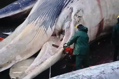 Imagen 1 de Retiran del mar y despiezan una ballena muerta de 21 metros en A Coruña