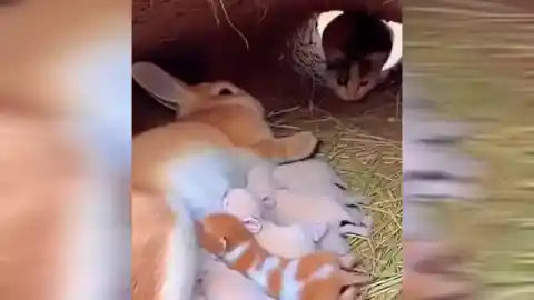 Imagen 1 de "Tienes un bebé equivocado": una mamá gata sabía perfectamente dónde estaba su minino