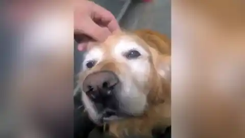 Imagen 1 de El emotivo mensaje de despedida a Peki, una perra del servicio de seguridad: "Gracias por todo"