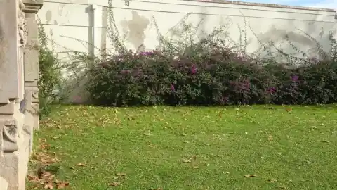 Imagen 1 de Reto visual: ¿Eres capaz de ver el pájaro en menos de 30 segundos?