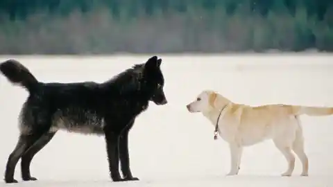 Imagen 1 de Curiosidades caninas: los lobos temen más la voz humana que los ladridos de los perros