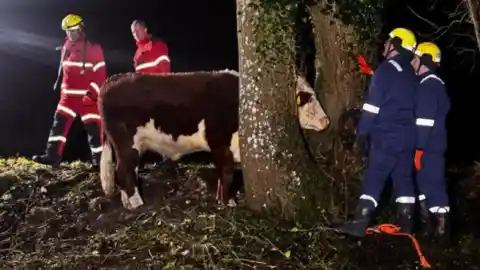 Imagen 1 de Unos bomberos rescatan a una vaca con la cabeza entre dos árboles: "No sabemos cómo acabó así"