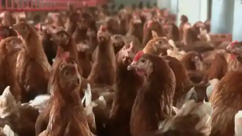 Imagen 1 de Madrid reconoce una veintena de focos de gripe aviar desde septiembre