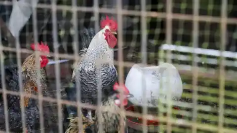 Imagen 1 de Encuesta: ¿Son necesarios más controles en las granjas de animales?