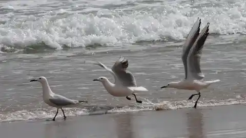 Imagen 1 de La sequía y las lluvias abundantes son la "mayor amenaza" de las aves mediterráneas