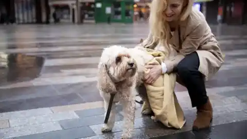 Imagen 1 de Bajo la lluvia con nuestro perro: cómo cuidar su limpieza y salud después del paseo