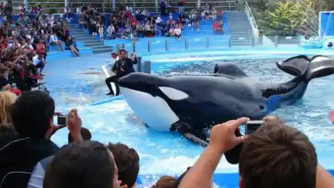 Imagen 1 de La resiliencia de Kshamenk, la última orca en cautividad de Sudamérica