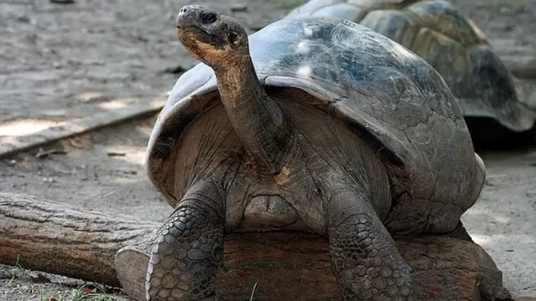 Imagen 1 de Científicos rinden homenaje a Shakira con el descubrimiento de una tortuga fósil única