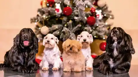 Imagen 1 de Cinco perros y una historia familiar: cómo son los perros de la reina Sofía que aparecen en la felicitación