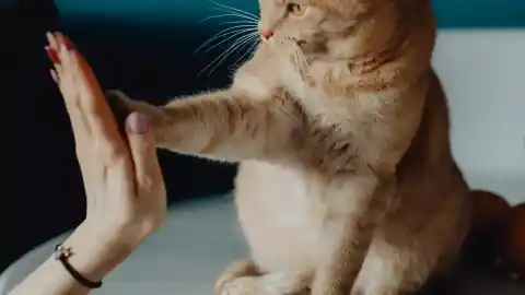 Imagen 1 de Un estudio que desmonta tópicos: los amantes de los gatos donan más y a más causas