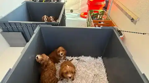 Imagen 1 de Detenido el conductor de una furgoneta que trasladaba cachorros desde Eslovaquia de forma irregular