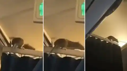 Imagen 1 de ¿Una rata a bordo? El curioso incidente que deja a 254 pasajeros en tierra