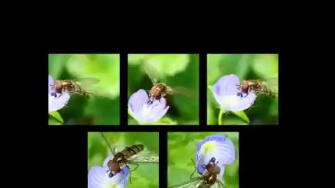 Imagen 1 de La mosca migratoria a través de los Pirineos