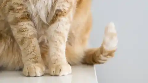 Imagen 1 de La sorprendente multifuncionalidad que se esconde detrás de la cola de los gatos