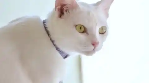 Imagen 1 de ¿Realmente necesita un collar tu gato? Lo que debes saber antes de ponérselo