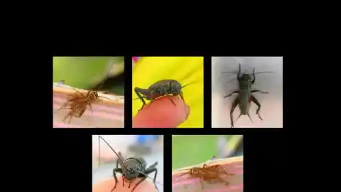 Imagen 1 de El Pepito Grillo de campo y de ciudad