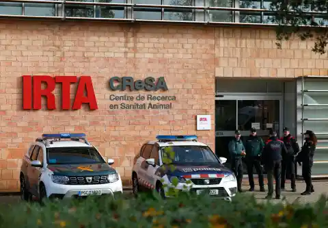 Imagen 1 de El Govern no ve indicios de que el brote de peste porcina saliera del IRTA-CReSA