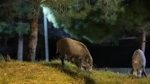 Imagen 1 de El hallazgo de un jabalí infectado de peste porcina en Sant Cugat obliga a ampliar las restricciones a cuatro municipios más
