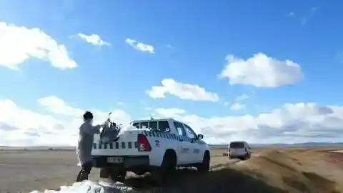 Imagen 1 de La muerte de un zorro por gripe aviar aumenta el temor a mutaciones que lleguen a los humanos