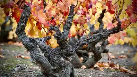 Imagen 1 de Un hallazgo arqueológico revela qué se cultivaba en Aragón hace 45 siglo